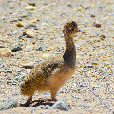 Ornate Tinamou